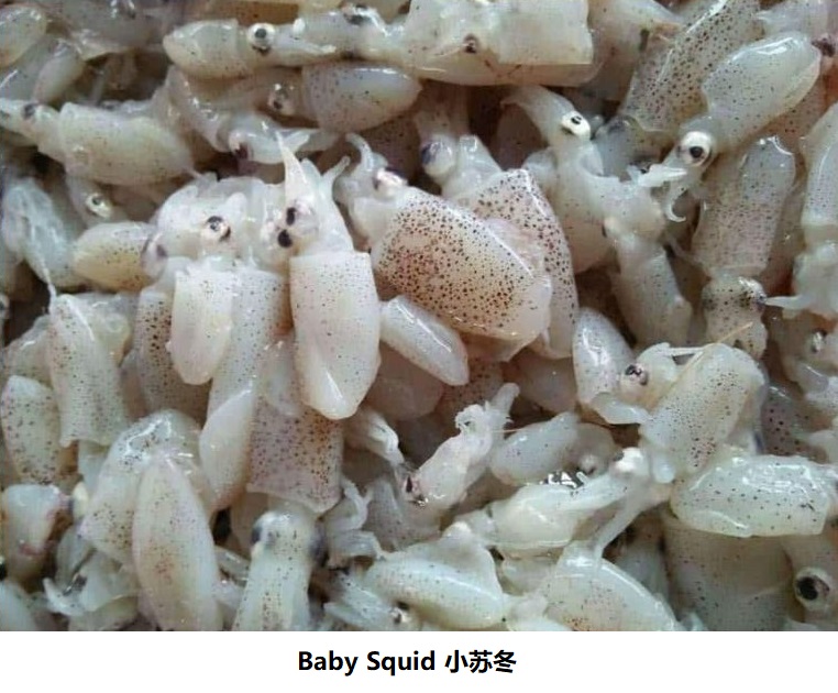 baby squid 小苏冬