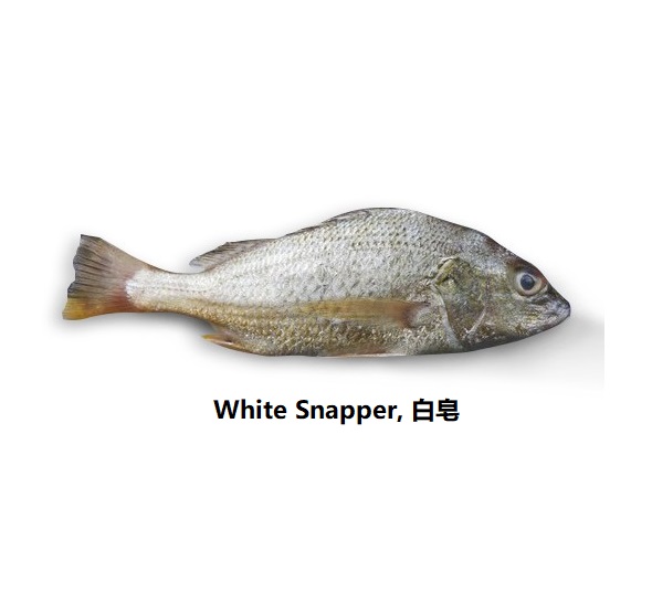snapper white 白皂 1